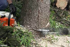 Best Tree and Shrub Care  in Navy Yard City, WA