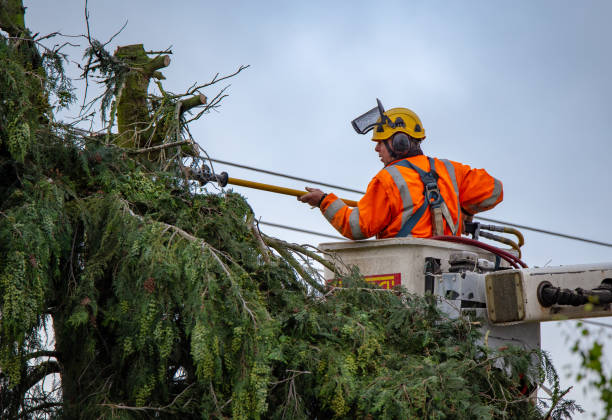 How Our Tree Care Process Works  in  Navy Yard City, WA