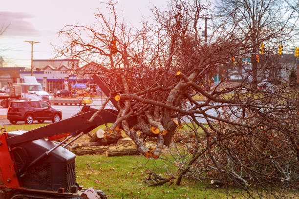 Best Tree Health Inspection  in Navy Yard City, WA