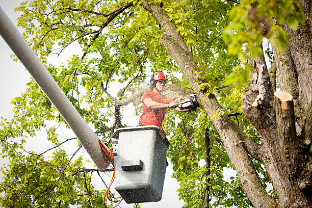 Best Tree Preservation Services  in Navy Yard City, WA
