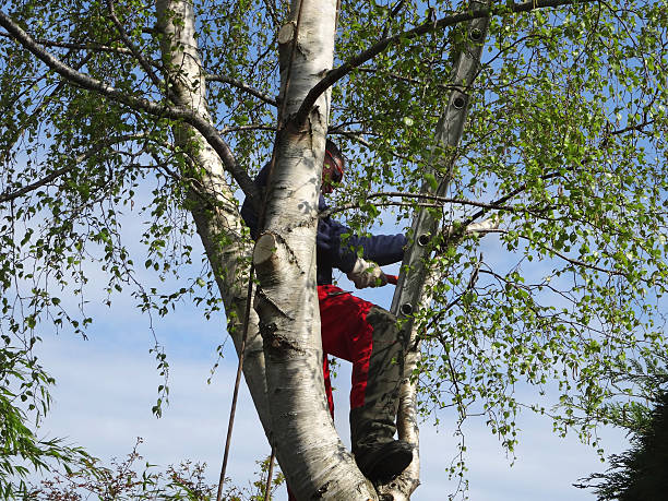 Best Firewood Processing and Delivery  in Navy Yard City, WA