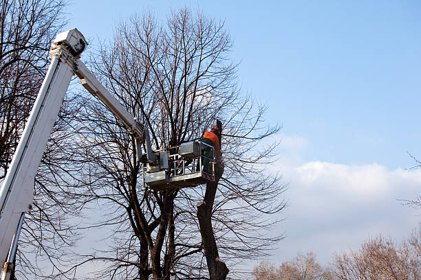 Navy Yard City, WA Tree Care Company