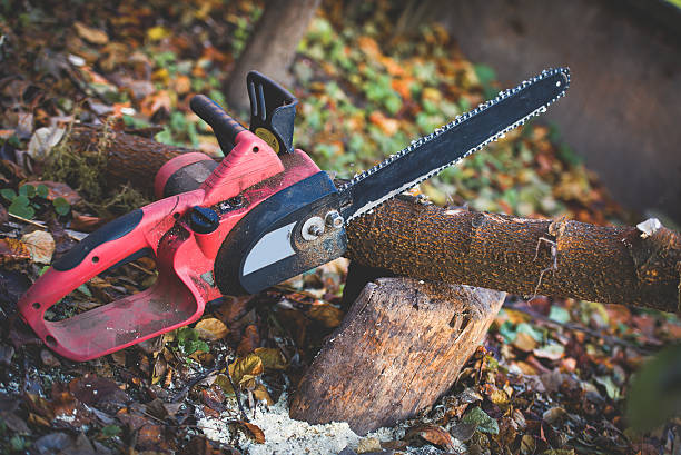 Best Fruit Tree Pruning  in Navy Yard City, WA