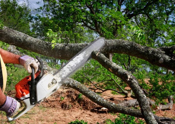 Best Tree Disease Treatment  in Navy Yard City, WA